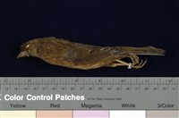 藏品(朱雀)的圖片